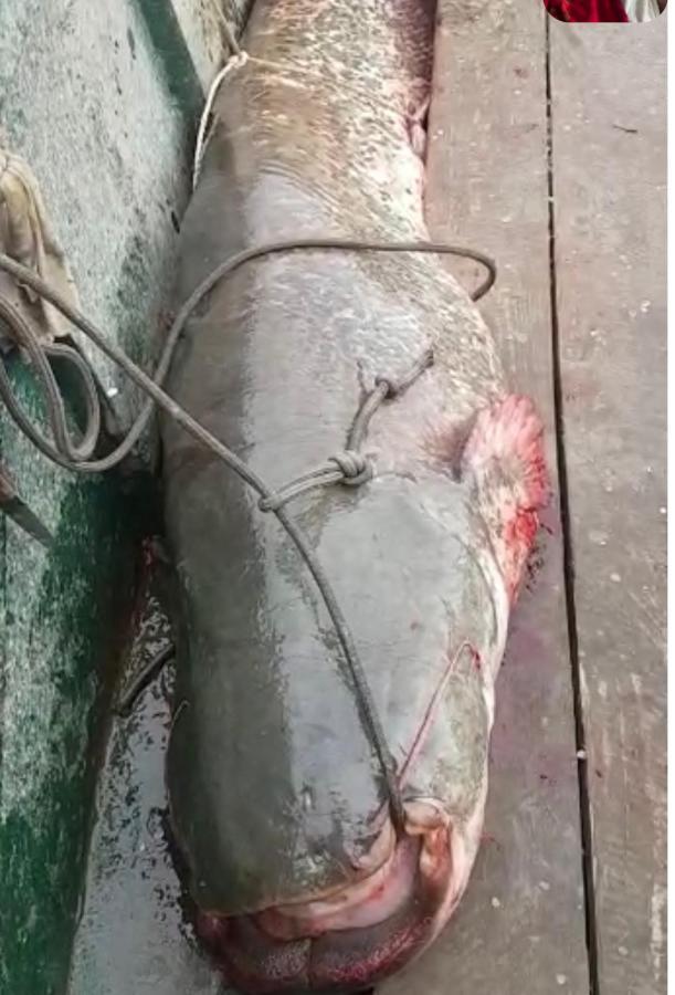 Smestaj Zeka Tekija Tekija  Exteriör bild