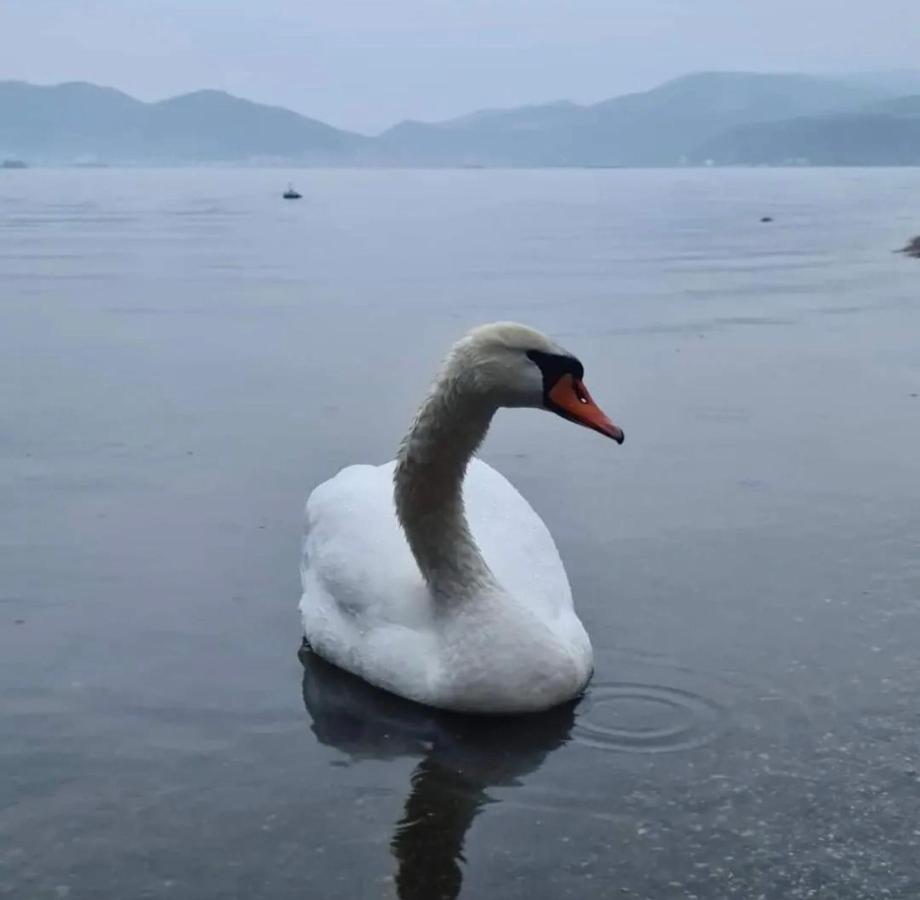 Smestaj Zeka Tekija Tekija  Exteriör bild